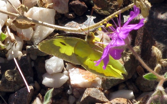 The Hunt--Butterflies and Flowers