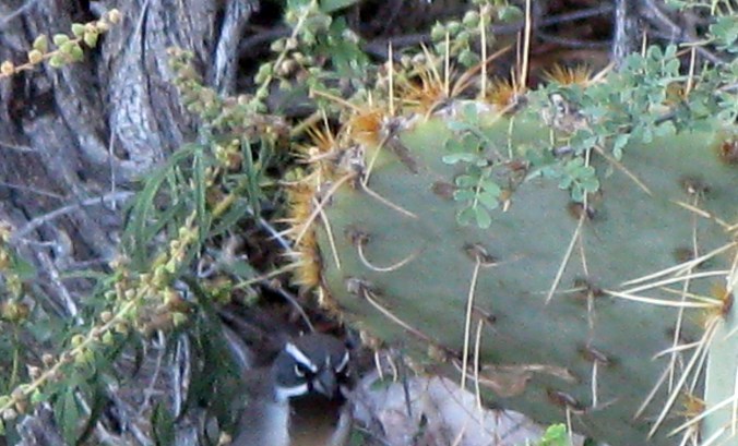 Black-throated Sparrow