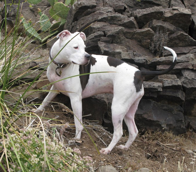 Meet Pearl: The Rescued Miracle Dog Who Rescued Me