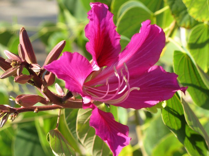 The Holidays vs. Blogging: A Temporary Hitch in My Get Along