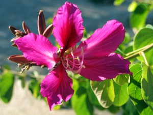 The Holidays vs. Blogging: A Temporary Hitch in My Get Along