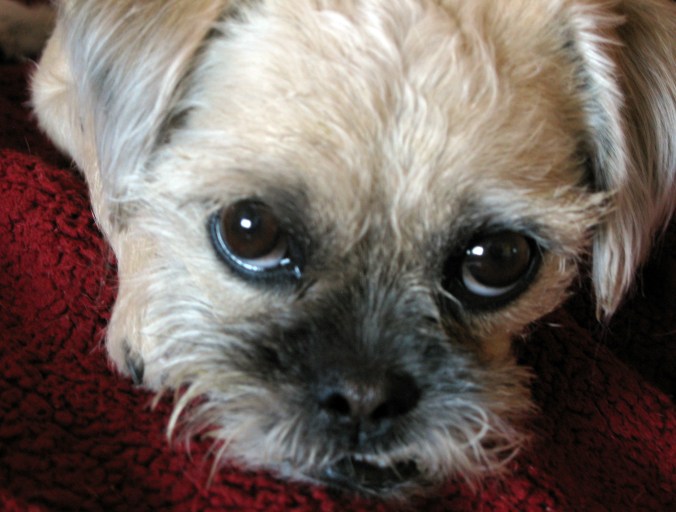 Meet Pearl: The Rescued Miracle Dog Who Rescued Me