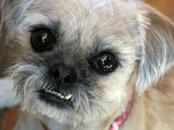 Meet Pearl: The Rescued Miracle Dog Who Rescued Me