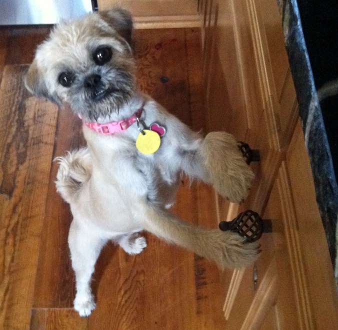 Meet Pearl: The Rescued Miracle Dog Who Rescued Me