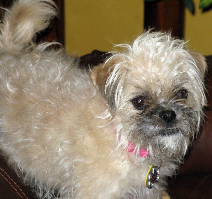 Meet Pearl: The Rescued Miracle Dog Who Rescued Me