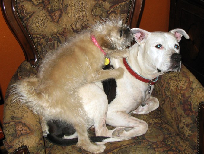 Meet Pearl: The Rescued Miracle Dog Who Rescued Me