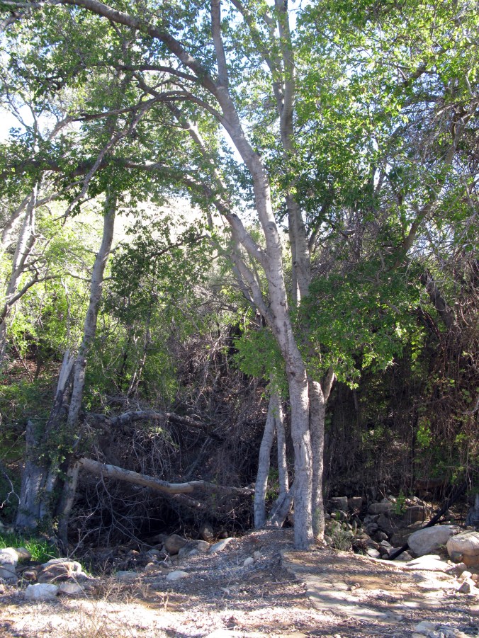 Stay Out and Stay Alive