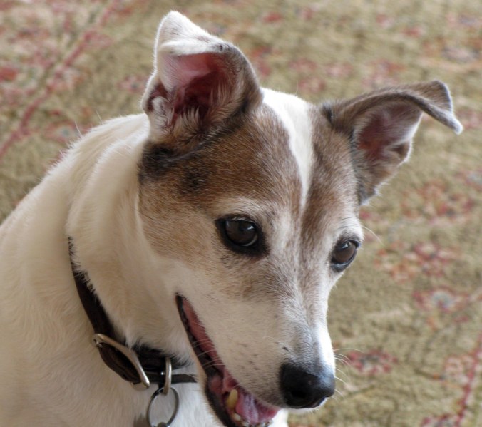 Meet Pearl: The Rescued Miracle Dog Who Rescued Me