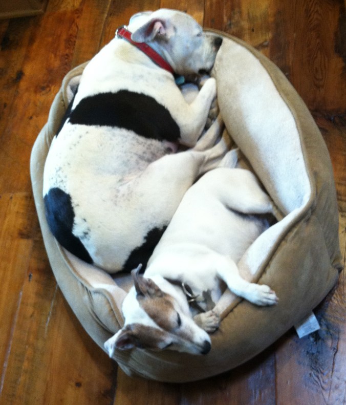 Meet Pearl: The Rescued Miracle Dog Who Rescued Me