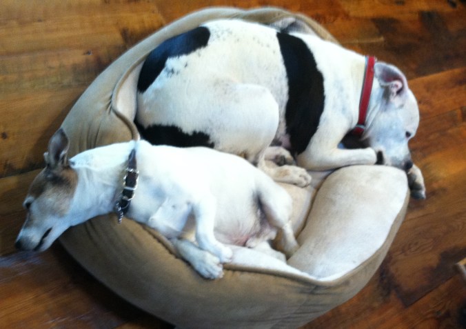 Meet Pearl: The Rescued Miracle Dog Who Rescued Me