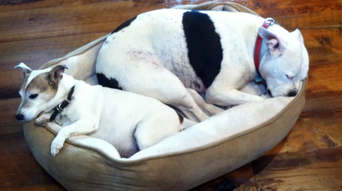 Meet Pearl: The Rescued Miracle Dog Who Rescued Me