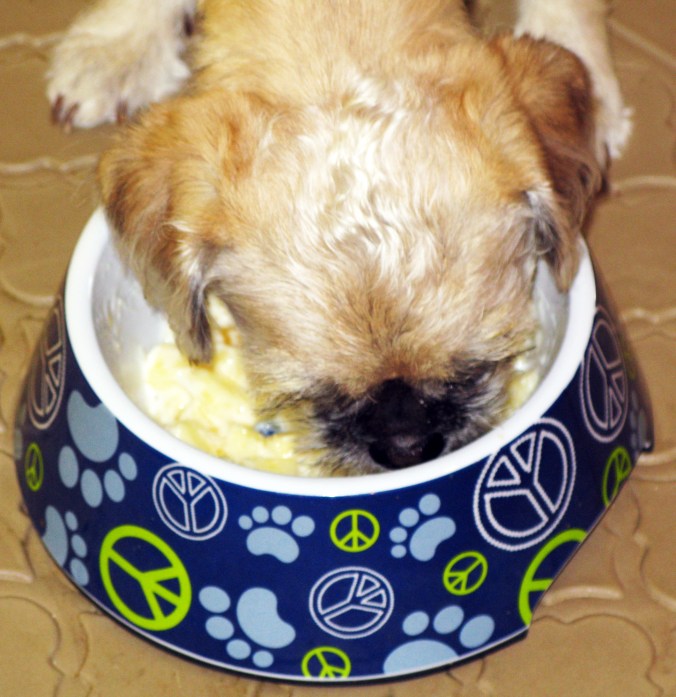 Meet Pearl: The Rescued Miracle Dog Who Rescued Me